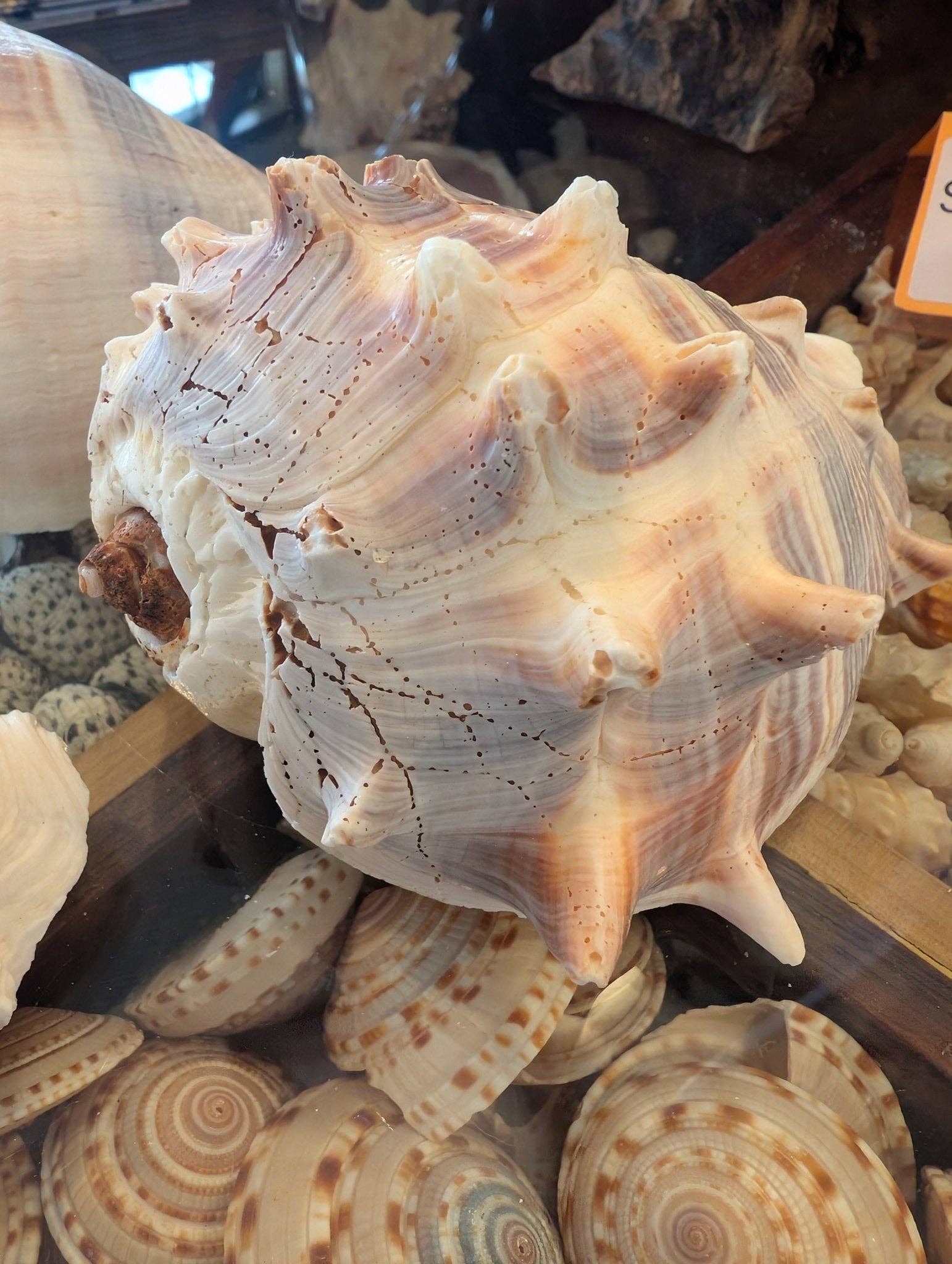West Indies Crown Conch Shell (Melongena melongena): Approximately 4-5 inches