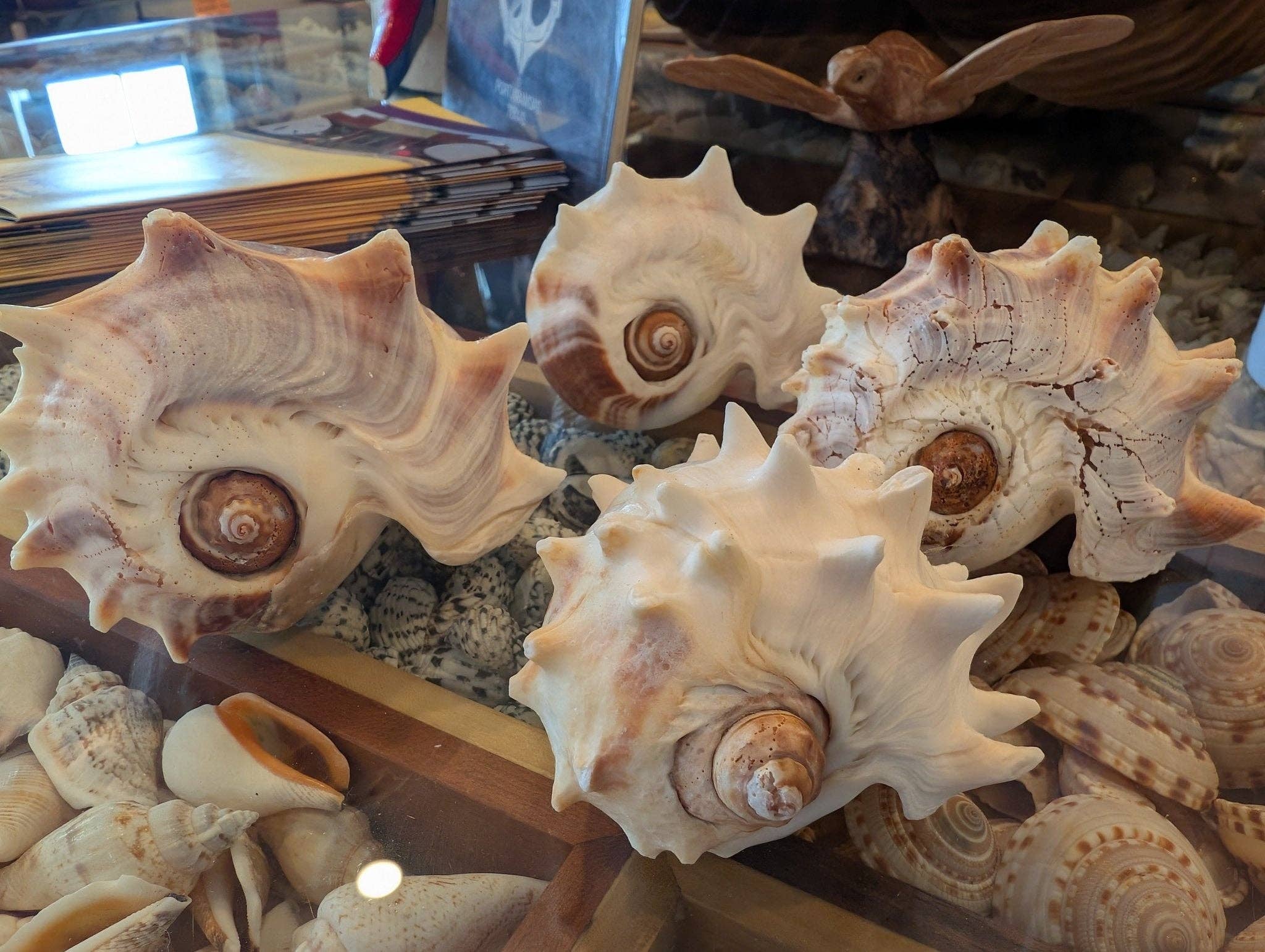 West Indies Crown Conch Shell (Melongena melongena): Approximately 4-5 inches