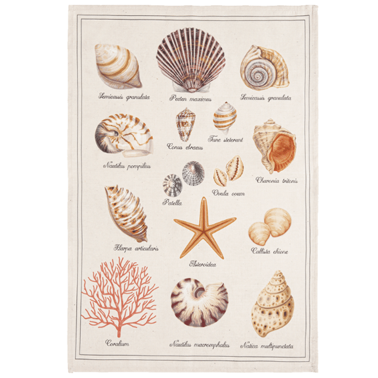 Tea Towel, Tresor de la Mer Seashells - Coucke France (19.7in x 29.5in / 50cm x 75cm)