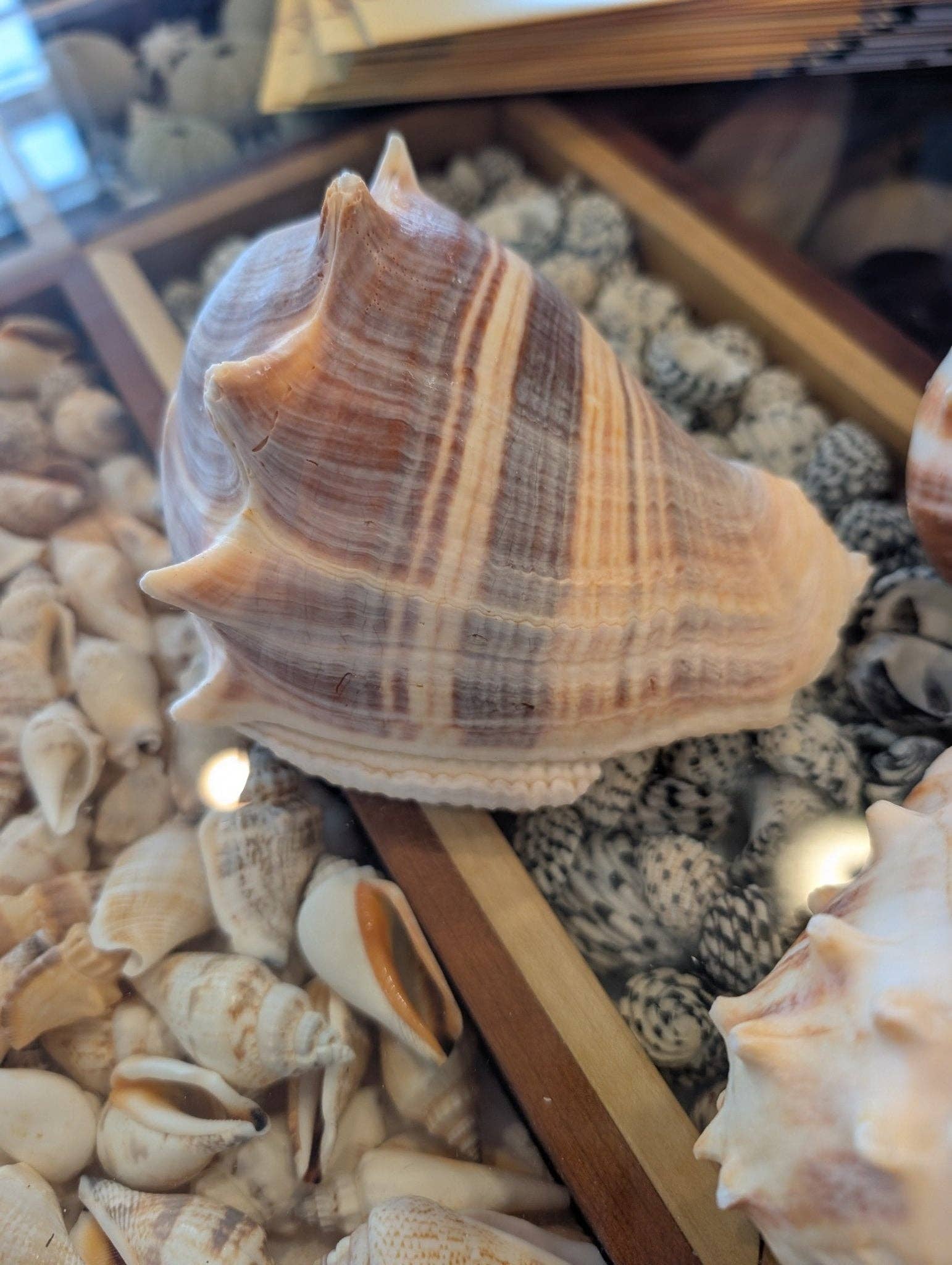 West Indies Crown Conch Shell (Melongena melongena): Approximately 4-5 inches