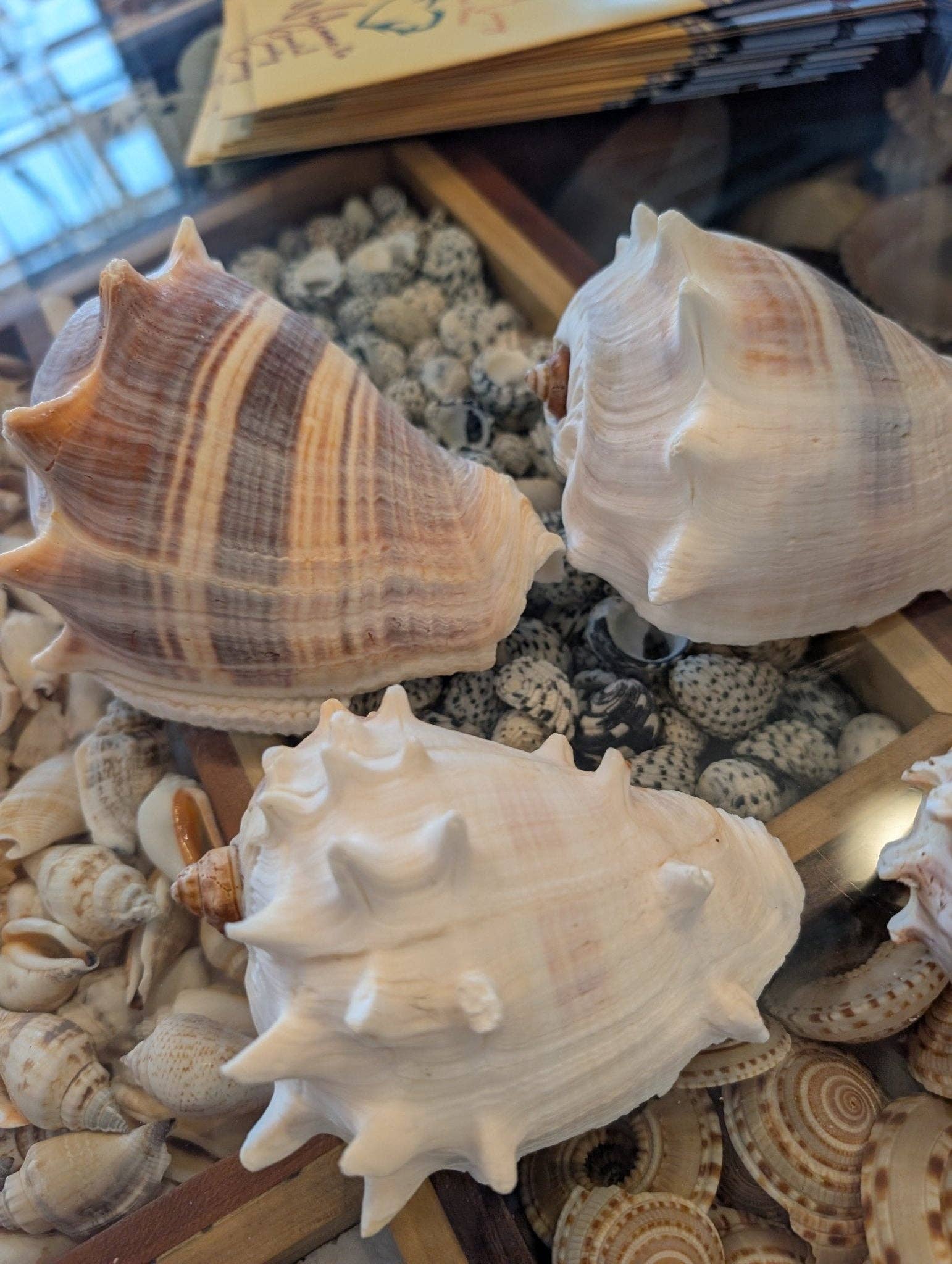 West Indies Crown Conch Shell (Melongena melongena): Approximately 4-5 inches