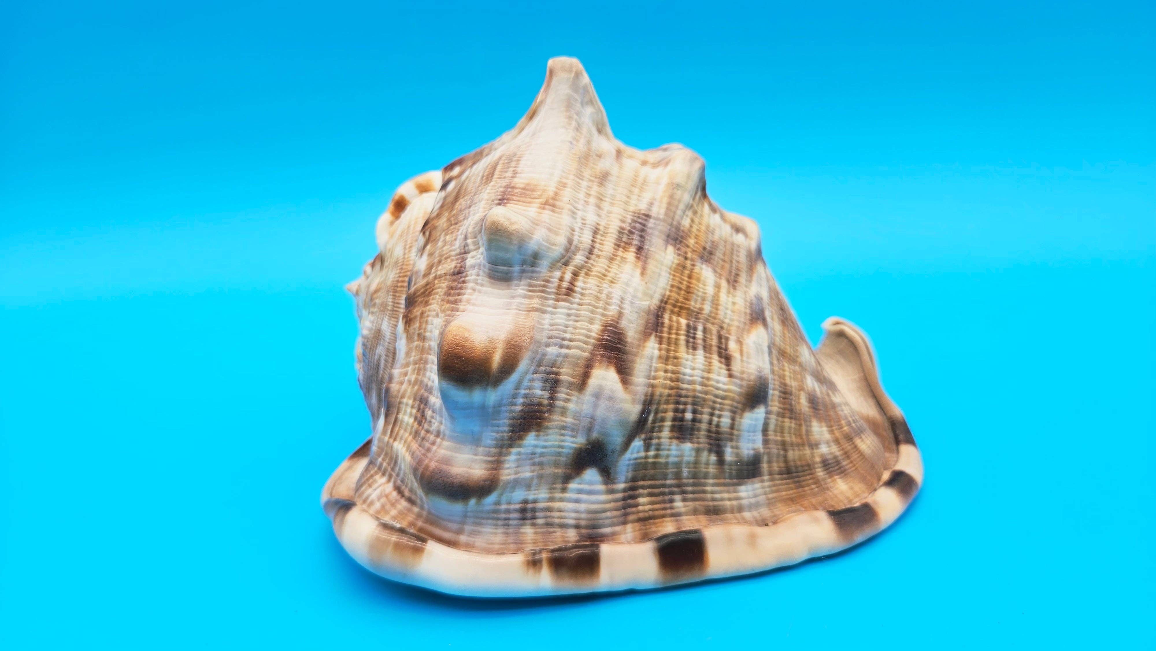 King Helmet Conch Shell - 6.5" x 5.5"