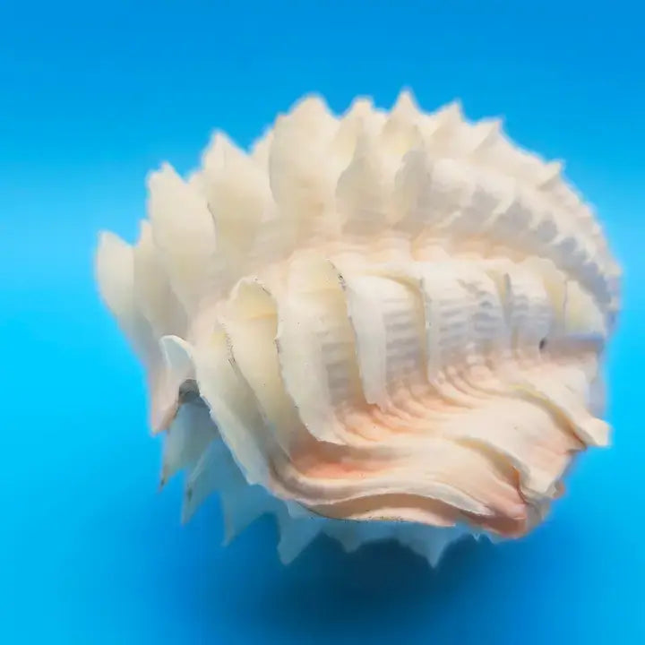 Squamosa Tridacna Clam Shell Pair- Fluted Ruffled Seashell: 8-9"