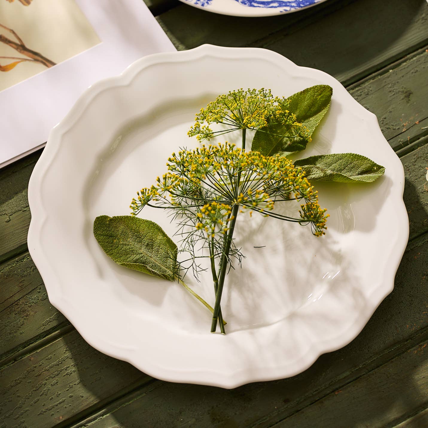 Stella Scalloped Dinner Plate - Caskata (10.75in dia)
