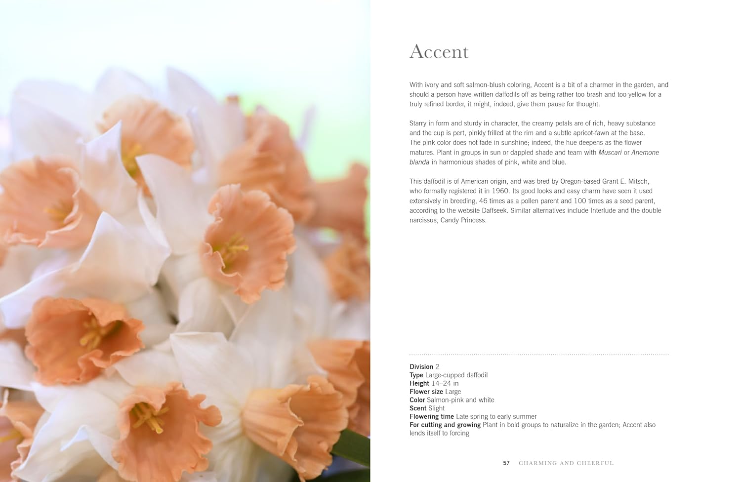 Daffodils: Beautiful Varieties for Home & Garden by Naomi Slade - Gibbs Smith