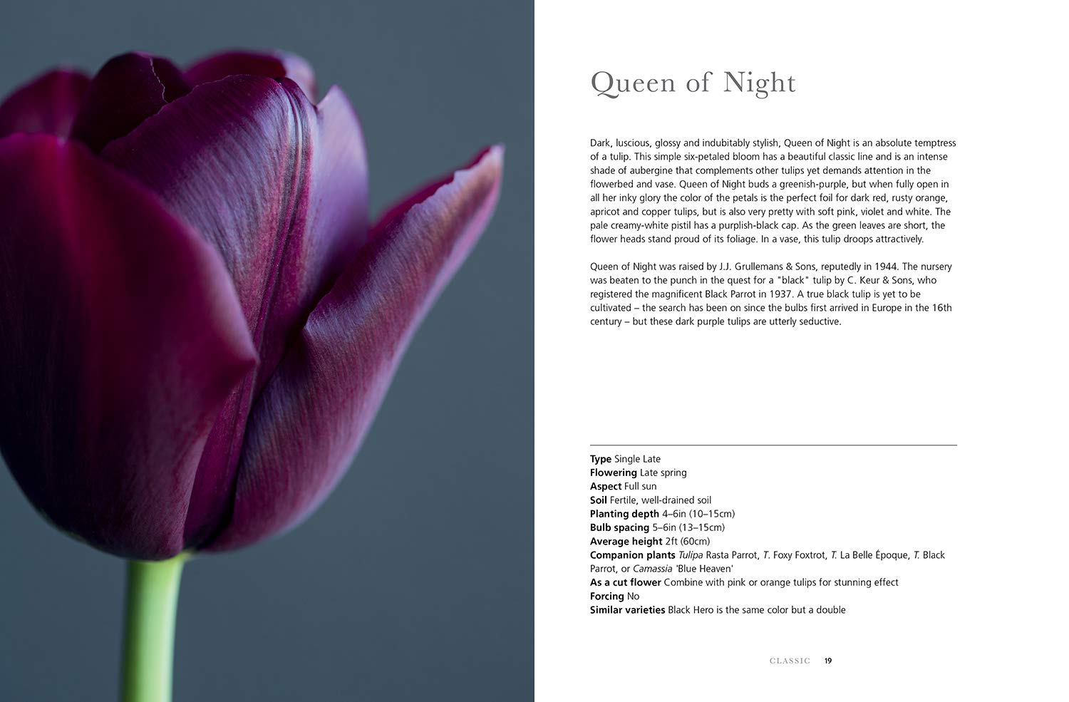 Tulips: Beautiful Varieties for Home & Garden by Jane Eastoe - Gibbs Smith