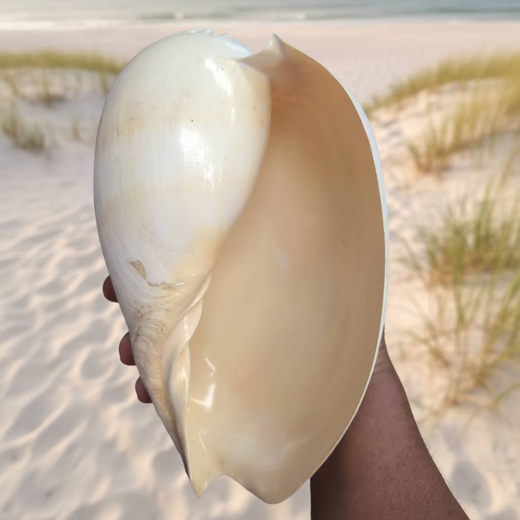 Crowned Baler Melon Shell Display Seashell VOLUTA DIADEMA: Approx 9"