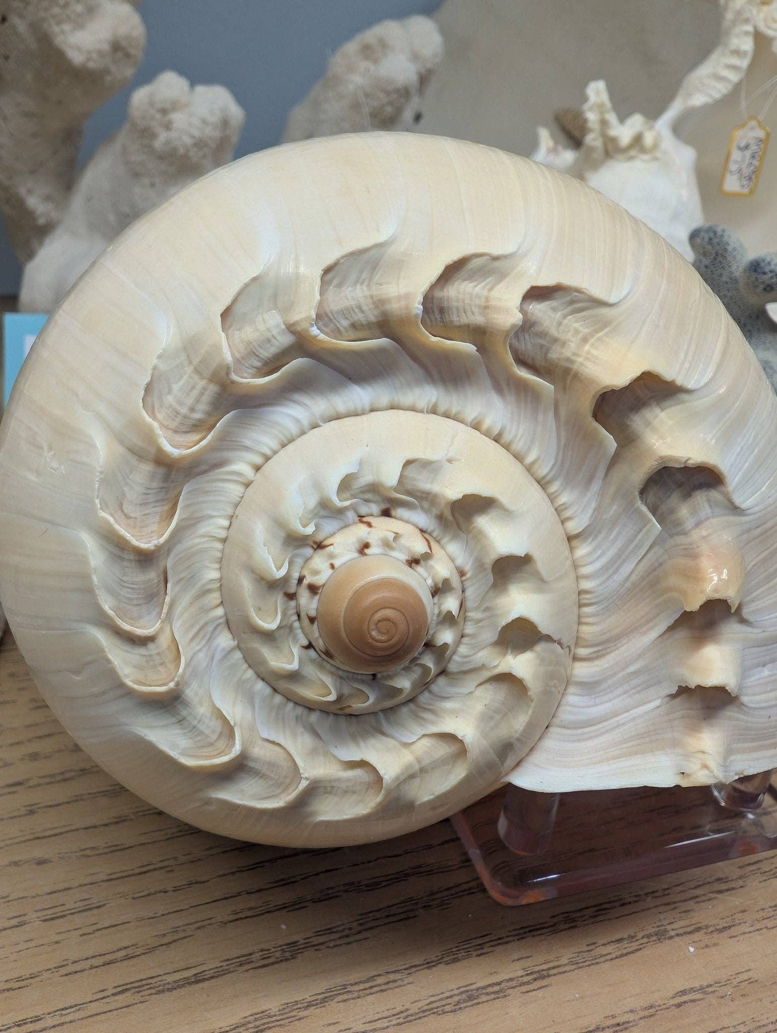 Crowned Baler Melon Shell Display Seashell VOLUTA DIADEMA: Approx 9"
