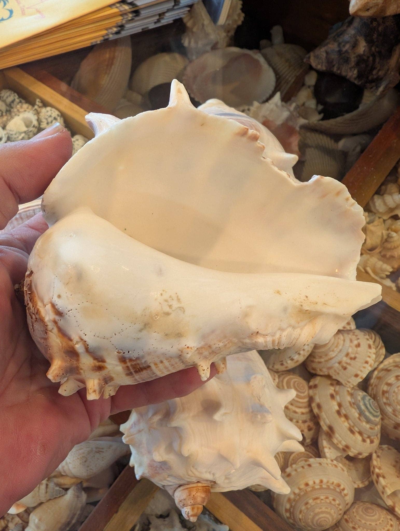 West Indies Crown Conch Shell (Melongena melongena): Approximately 4-5 inches