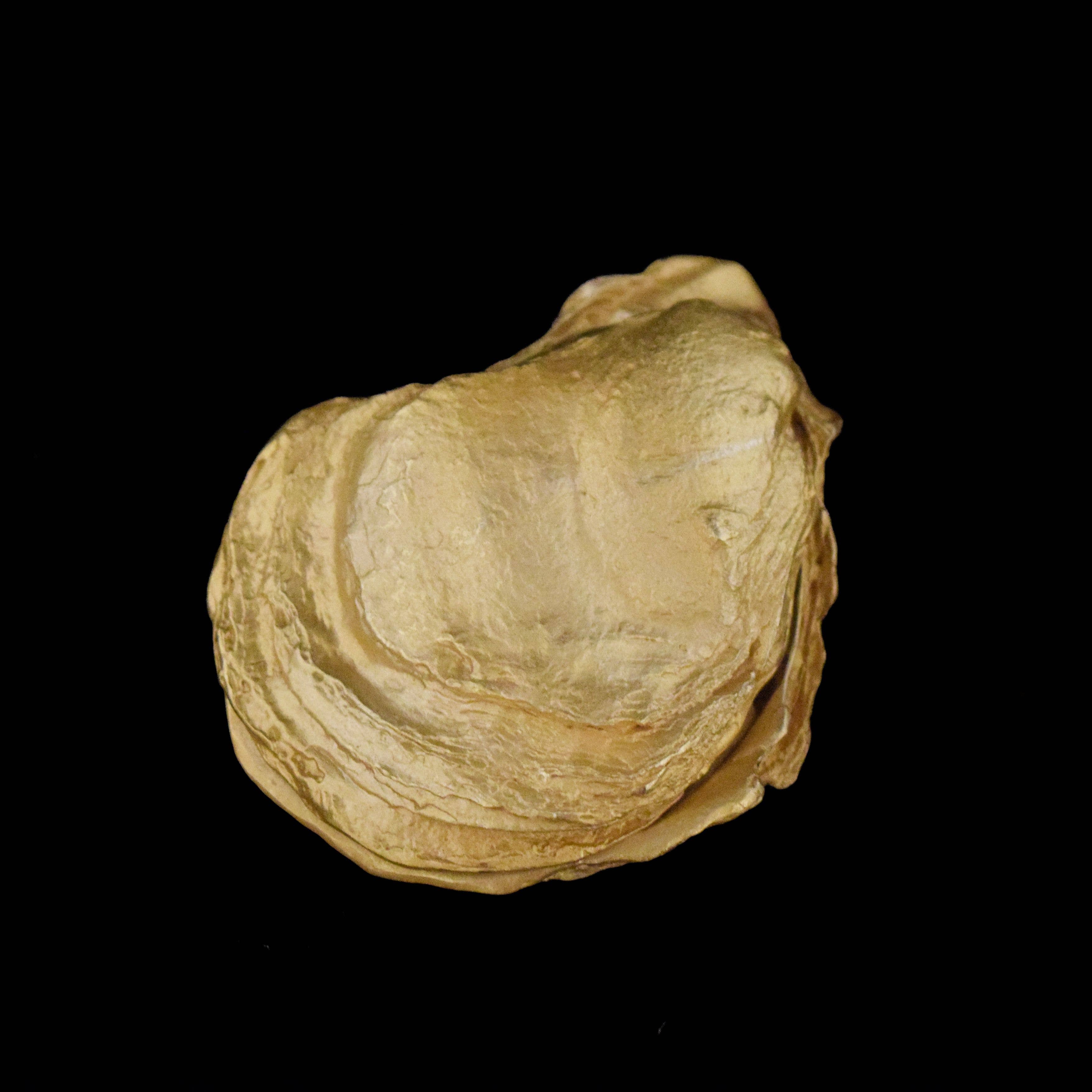 Oyster Box with Pearls - Michael Michaud