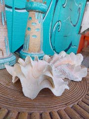 Squamosa Tridacna Clam Shell Pair- Fluted Ruffled Seashell: 8-9"