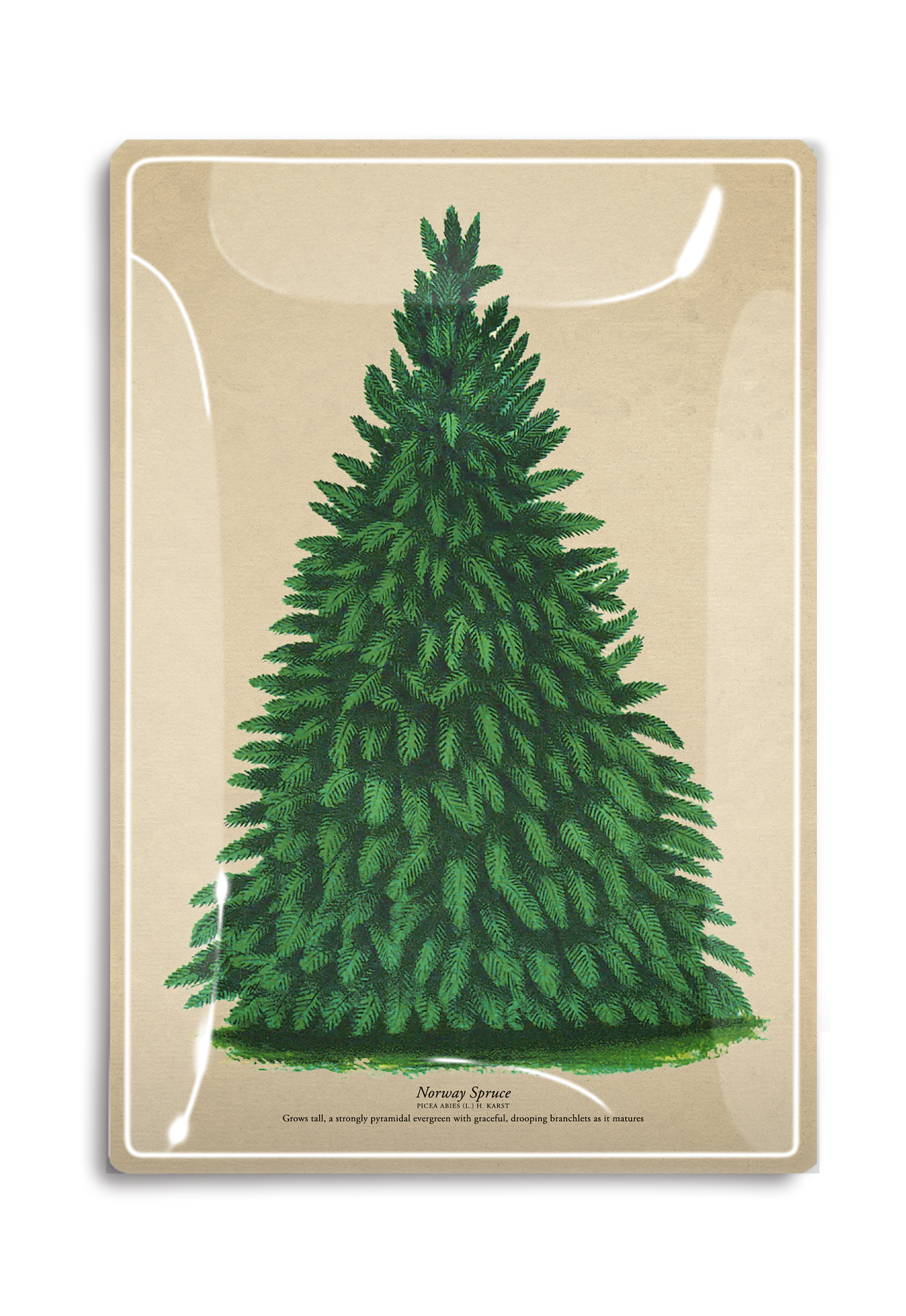 Vintage Norway Spruce Decoupage Tray - Ben's Garden (4in x 6in)