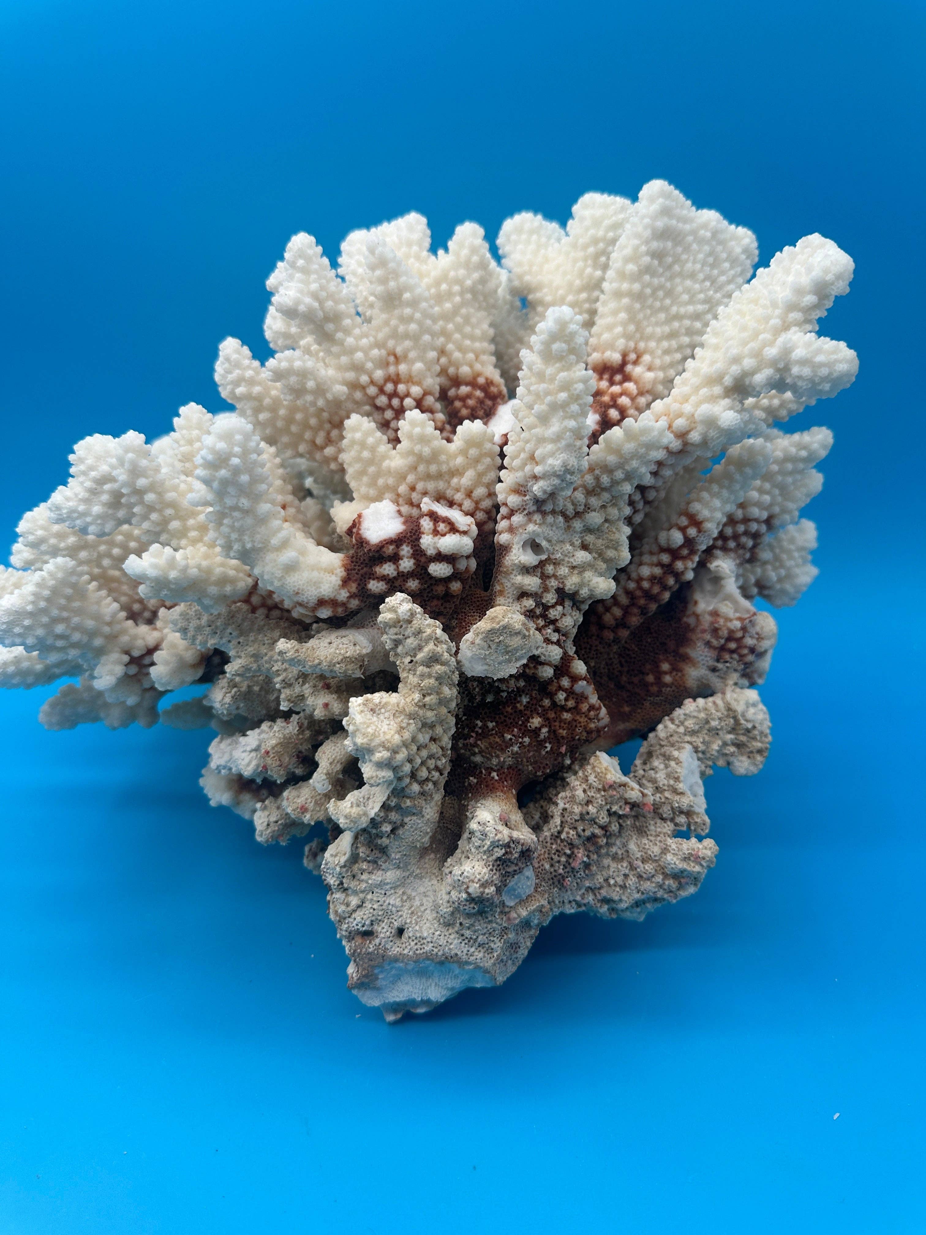 Vintage White Brownstem Coral – 13x11x8"