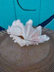 Squamosa Tridacna Clam Shell Pair- Fluted Ruffled Seashell: 8-9"