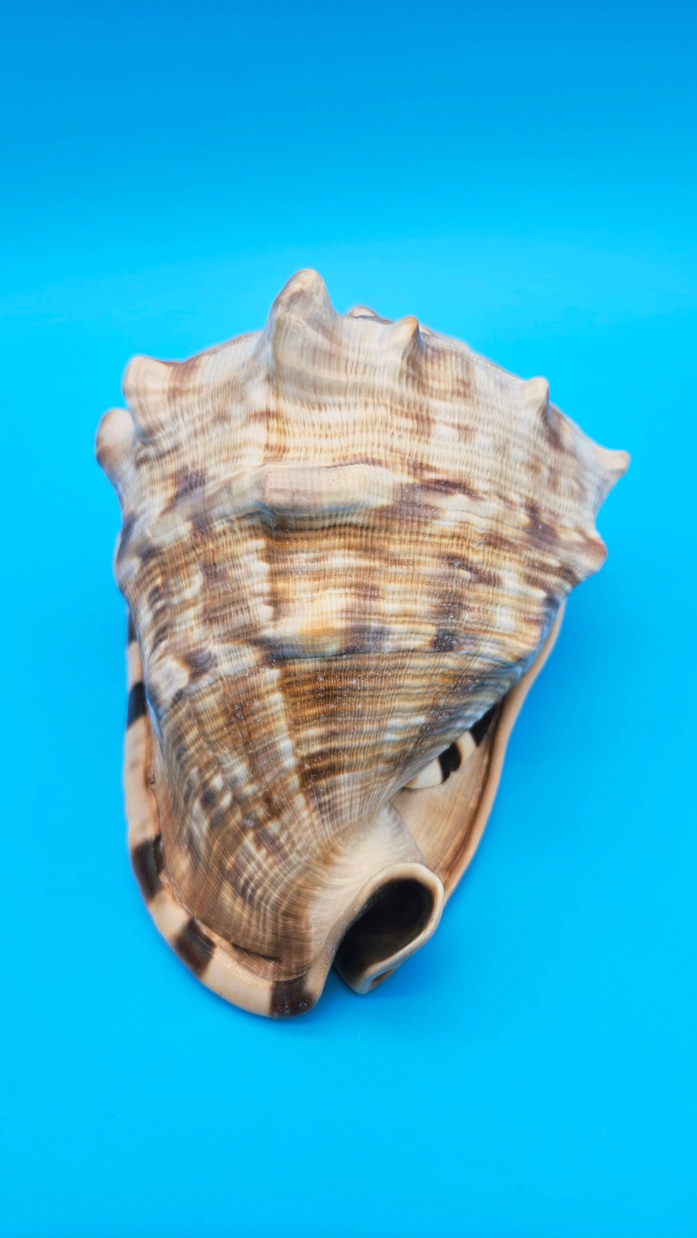 King Helmet Conch Shell - 6.5" x 5.5"