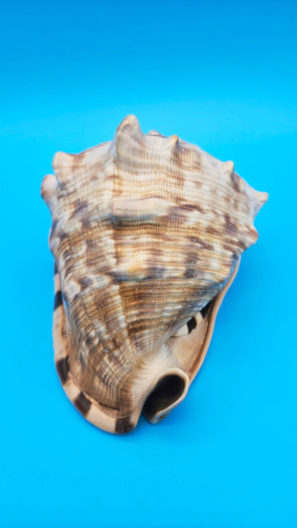 King Helmet Conch Shell - 6.5" x 5.5"