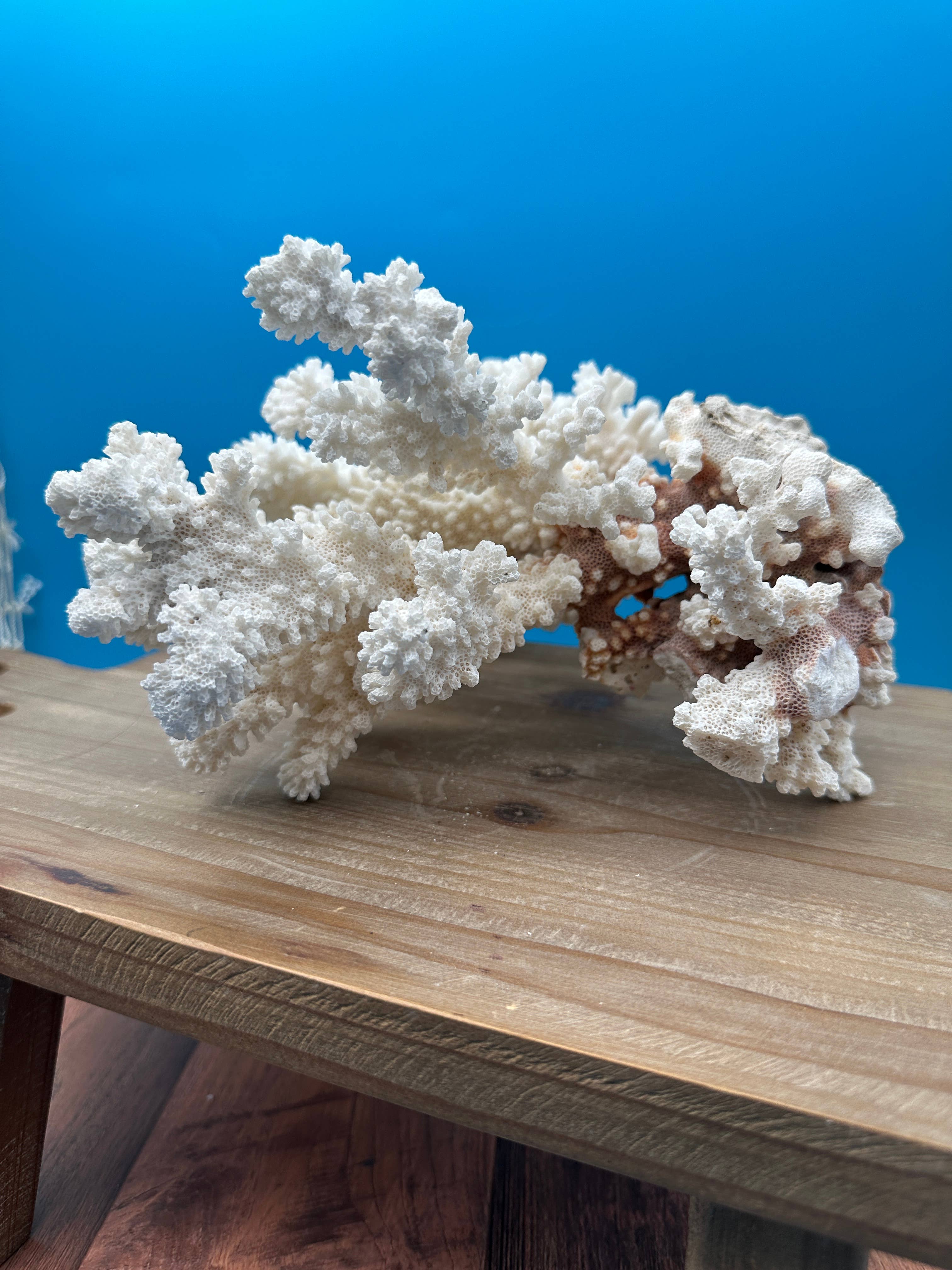 Vintage Brownstem Coral- Pocillopora verrucosa: 8-10"