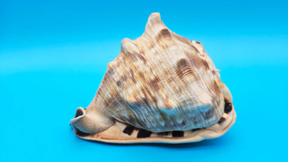 King Helmet Conch Shell - 6.5" x 5.5"