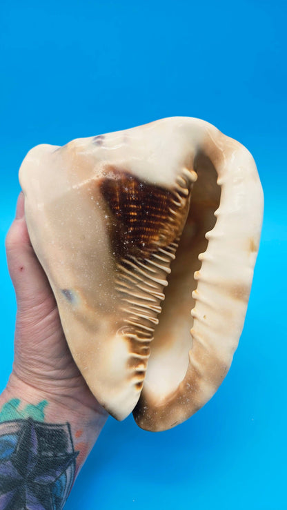 King Helmet Conch Shell - 6.5" x 5.5"
