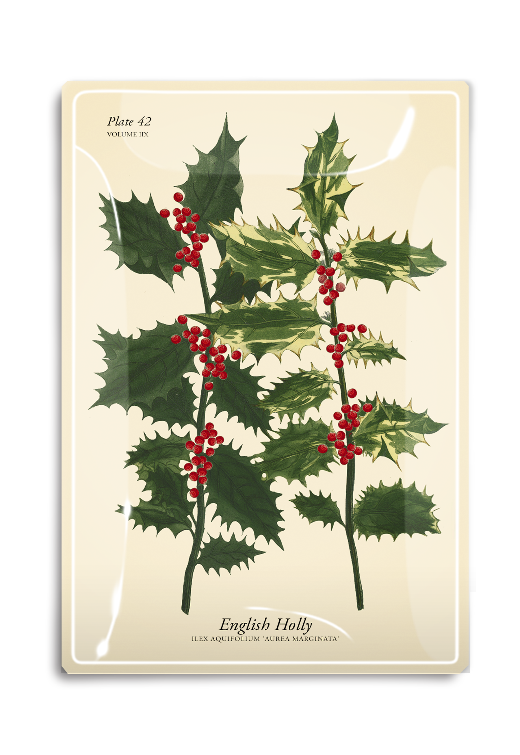 English Holly Stems Decoupage Glass Tray - Ben's Garden (4in x 6in)