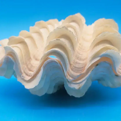 Squamosa Tridacna Clam Shell Pair- Fluted Ruffled Seashell: 8-9"