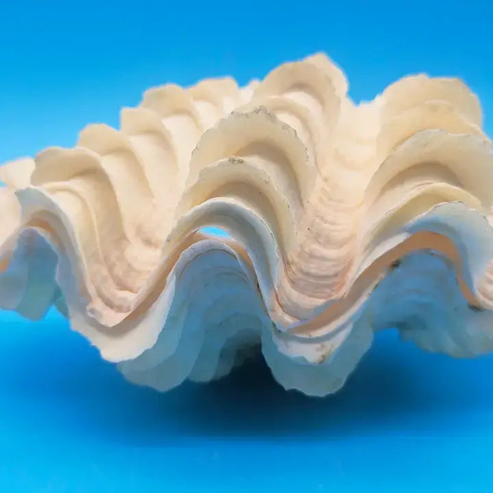 Squamosa Tridacna Clam Shell Pair- Fluted Ruffled Seashell: 8-9"