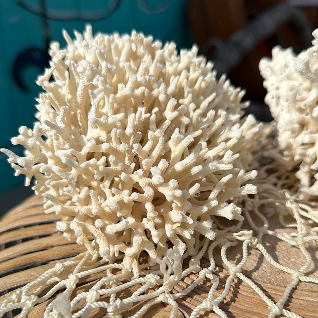 Vintage Birdsnest Coral Cluster- Coastal Home Decor: 6-7"