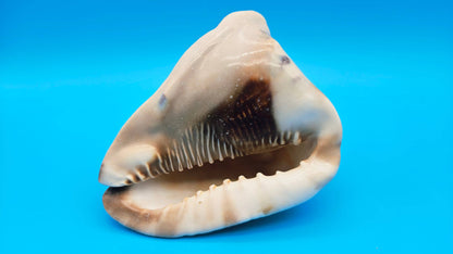King Helmet Conch Shell - 6.5" x 5.5"