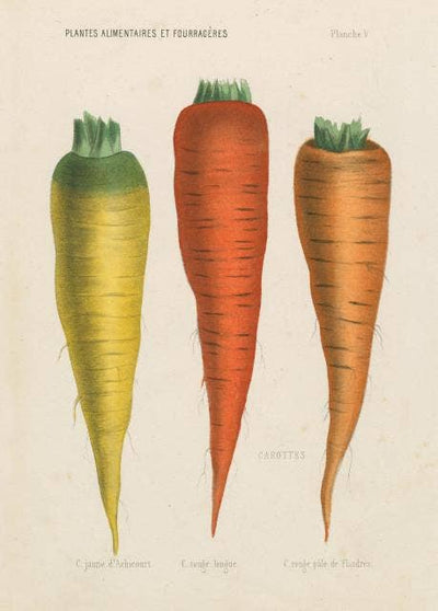 Three Carrots Jigsaw Puzzle by John Derian (1,000 Pieces)