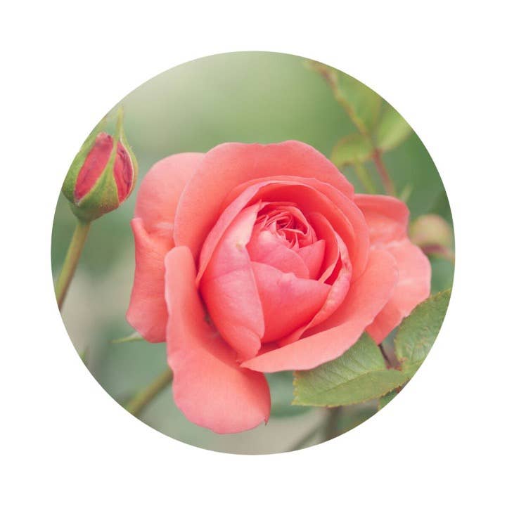 Rose & Black Pepper, Eau de Parfum - L'Atelier 100BON (30ml)