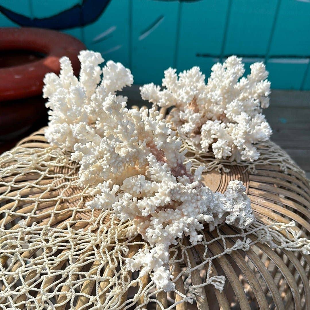 Vintage Brownstem Coral- Pocillopora verrucosa: 12-14"