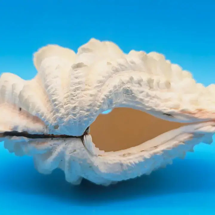 Squamosa Tridacna Clam Shell Pair- Fluted Ruffled Seashell: 8-9"