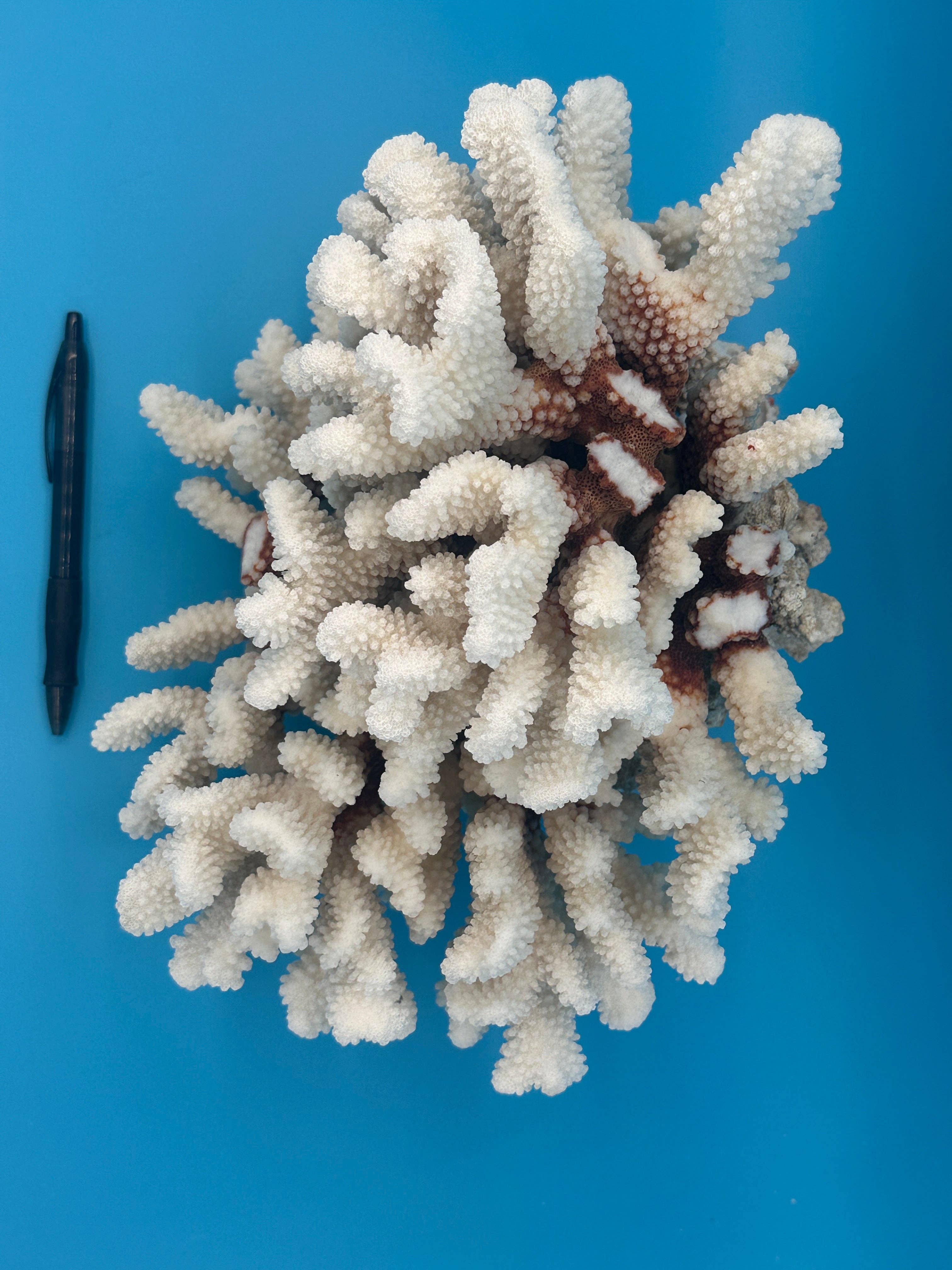 Vintage White Brownstem Coral – 13x11x8"