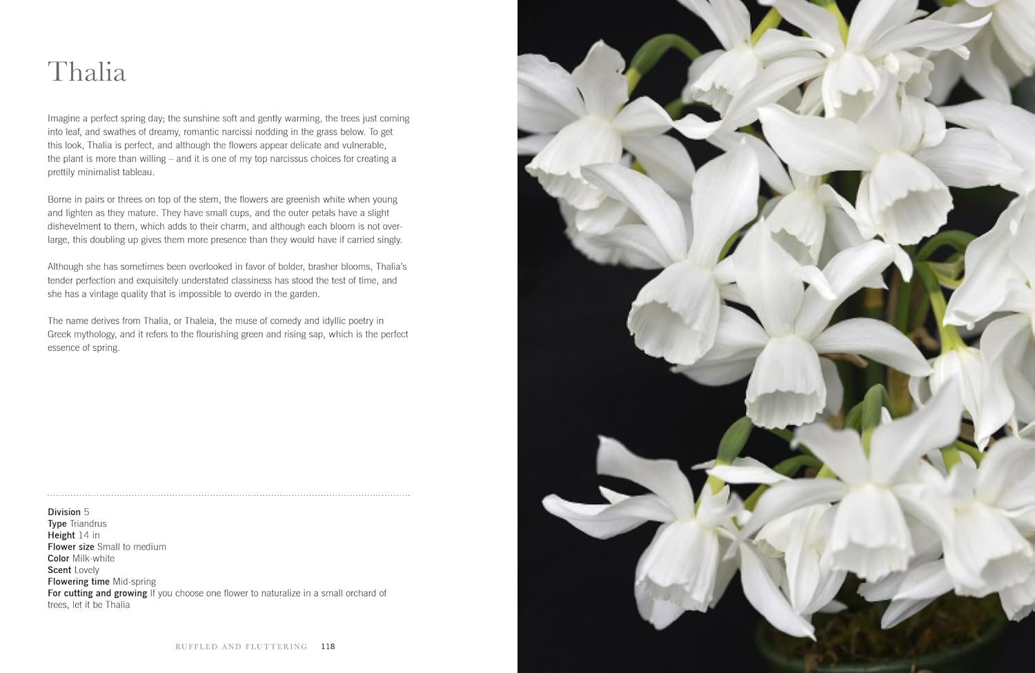 Daffodils: Beautiful Varieties for Home & Garden by Naomi Slade - Gibbs Smith