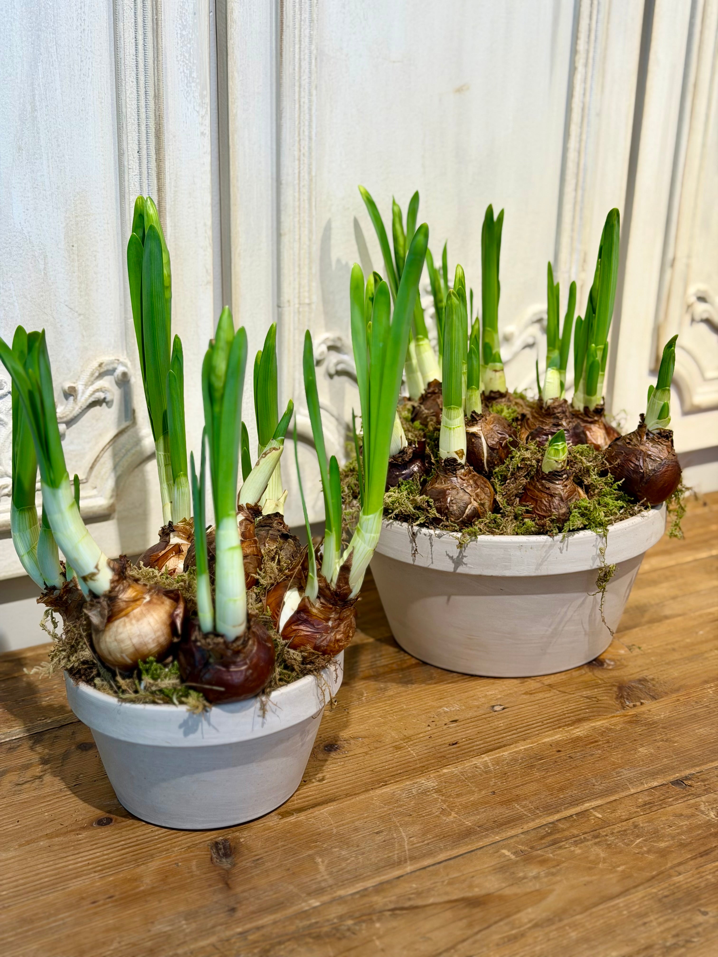 Paperwhites (potted)