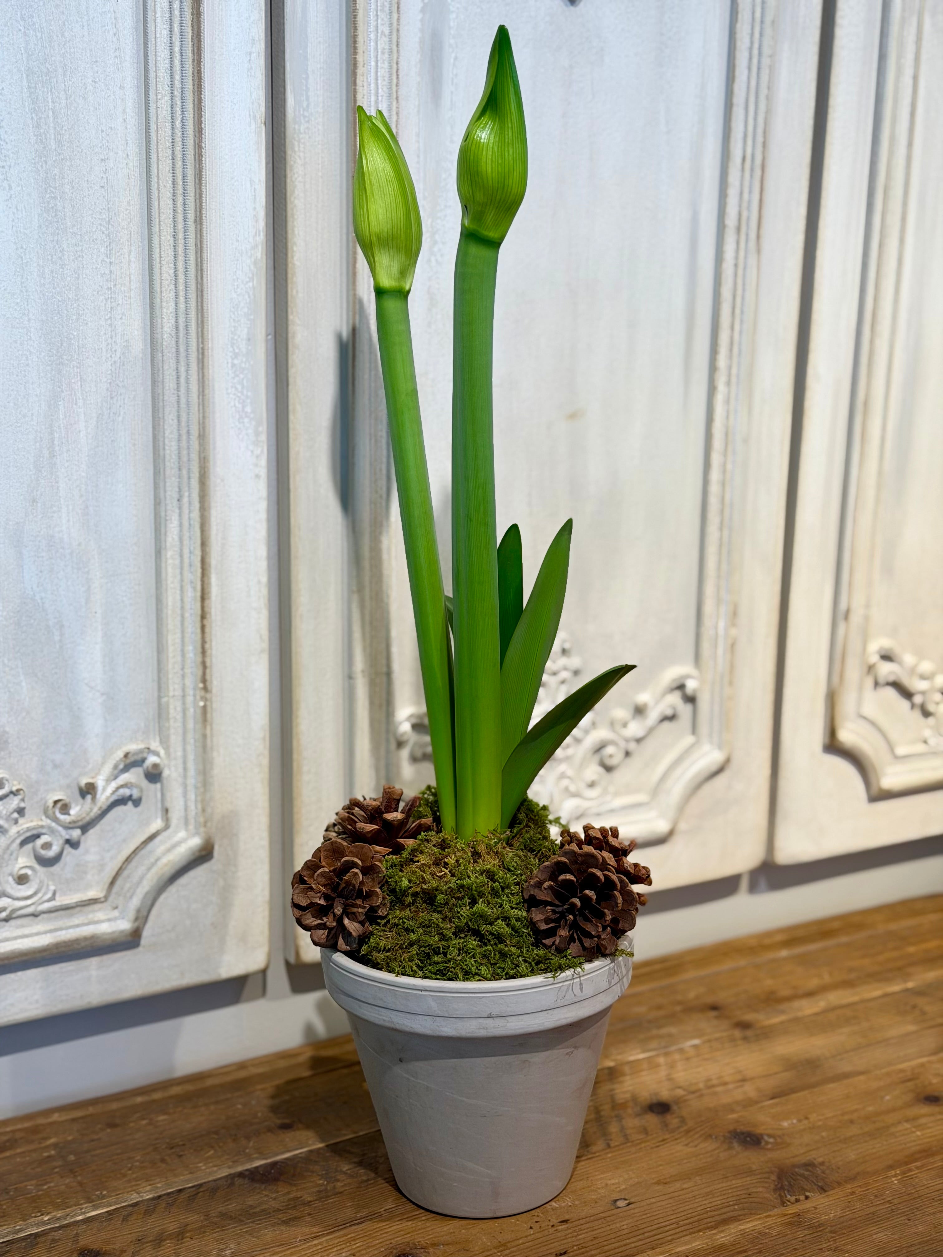 Single Amaryllis