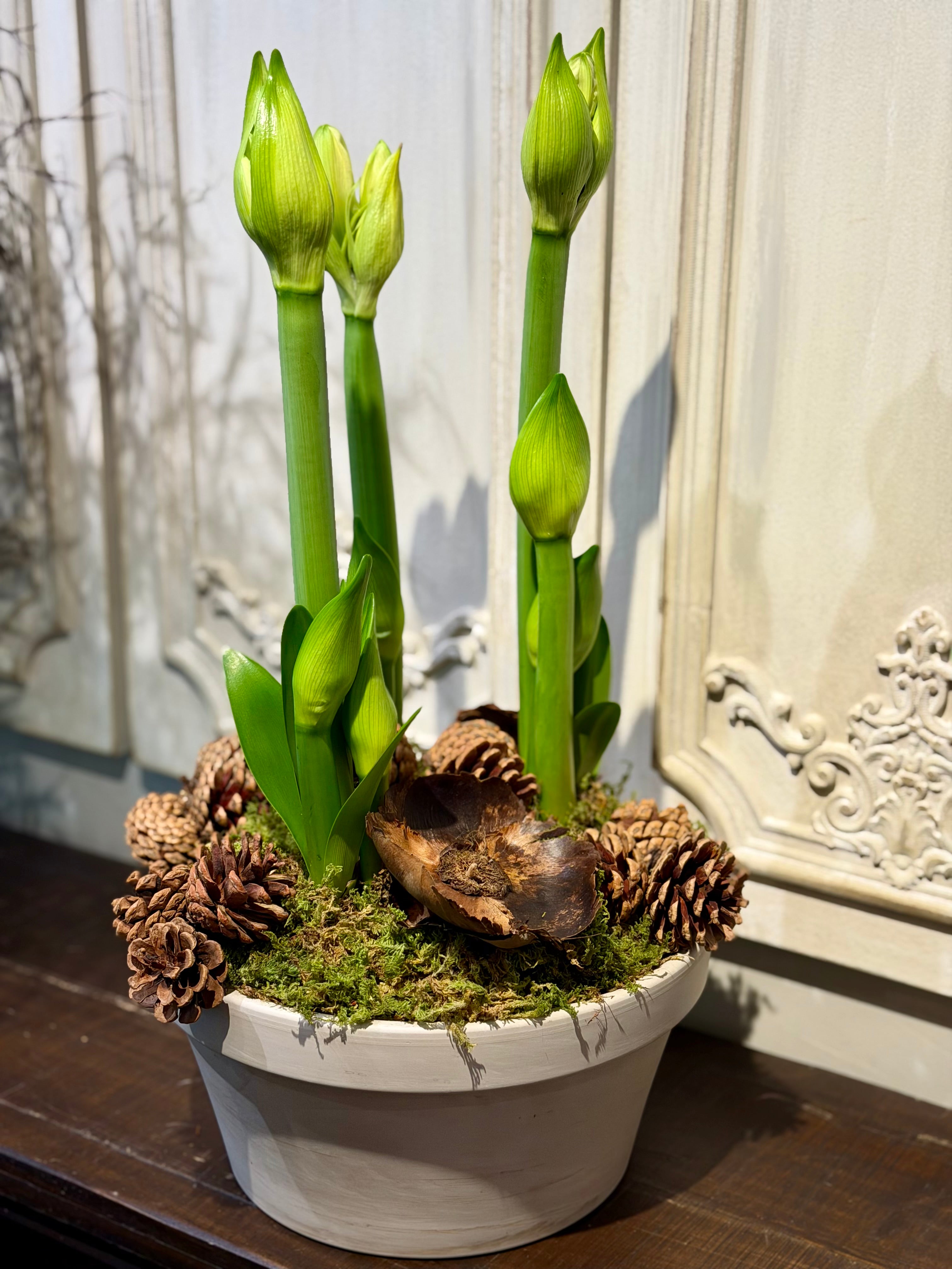 Triple Amaryllis (large, potted)
