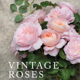 Vintage Roses: Beautiful Varieties for Home & Garden by Jane Eastoe - Gibbs Smith