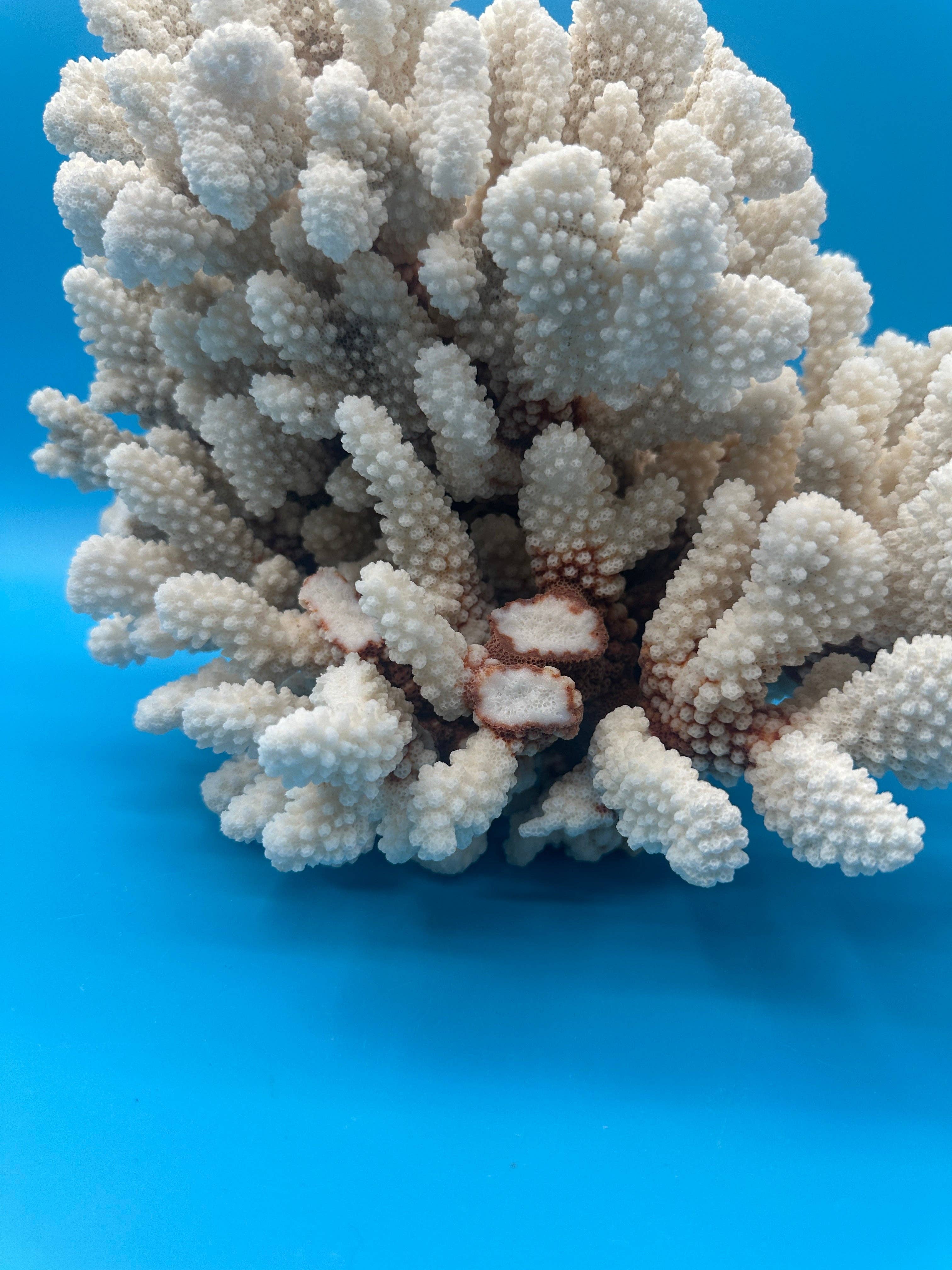 Vintage White Brownstem Coral – 13x11x8"