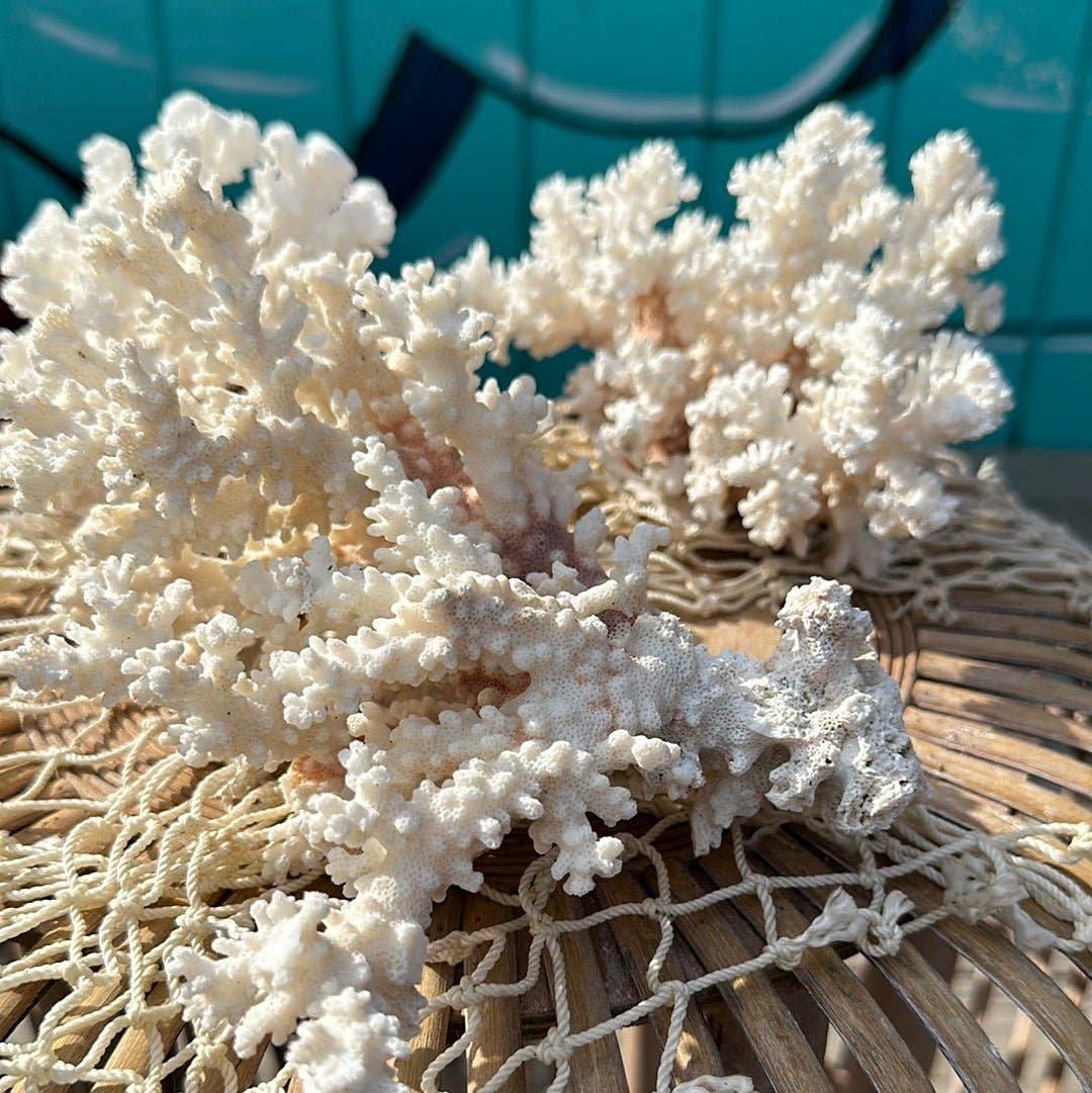 Vintage Brownstem Coral- Pocillopora verrucosa: 5-6"