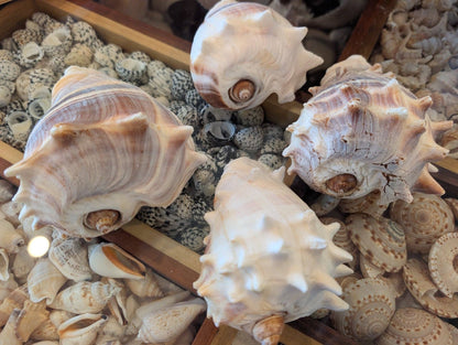 West Indies Crown Conch Shell (Melongena melongena): Approximately 4-5 inches