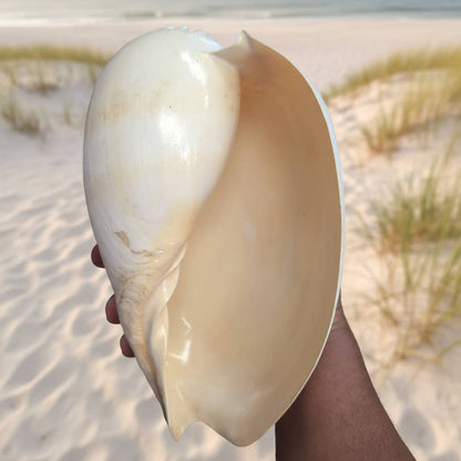 Crowned Baler Melon Shell Display Seashell VOLUTA DIADEMA: Approx 9"