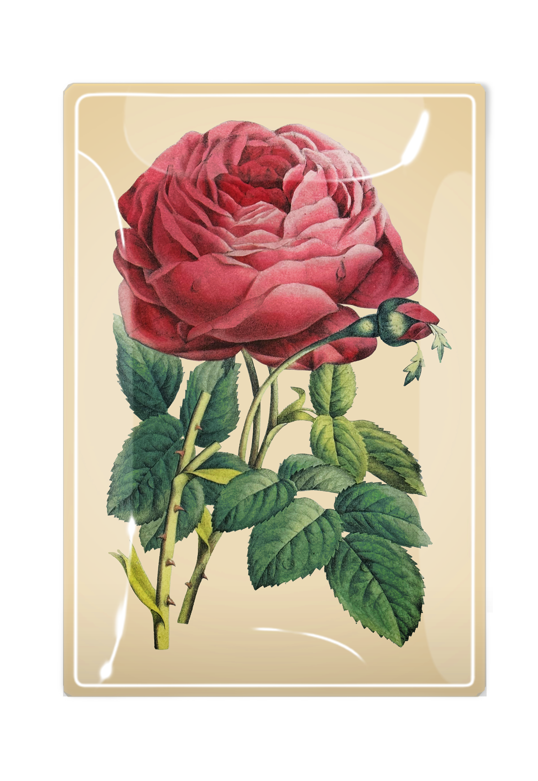 Glistening Pink Rose Decoupage Glass Tray - Ben's Garden (4in x 6in)