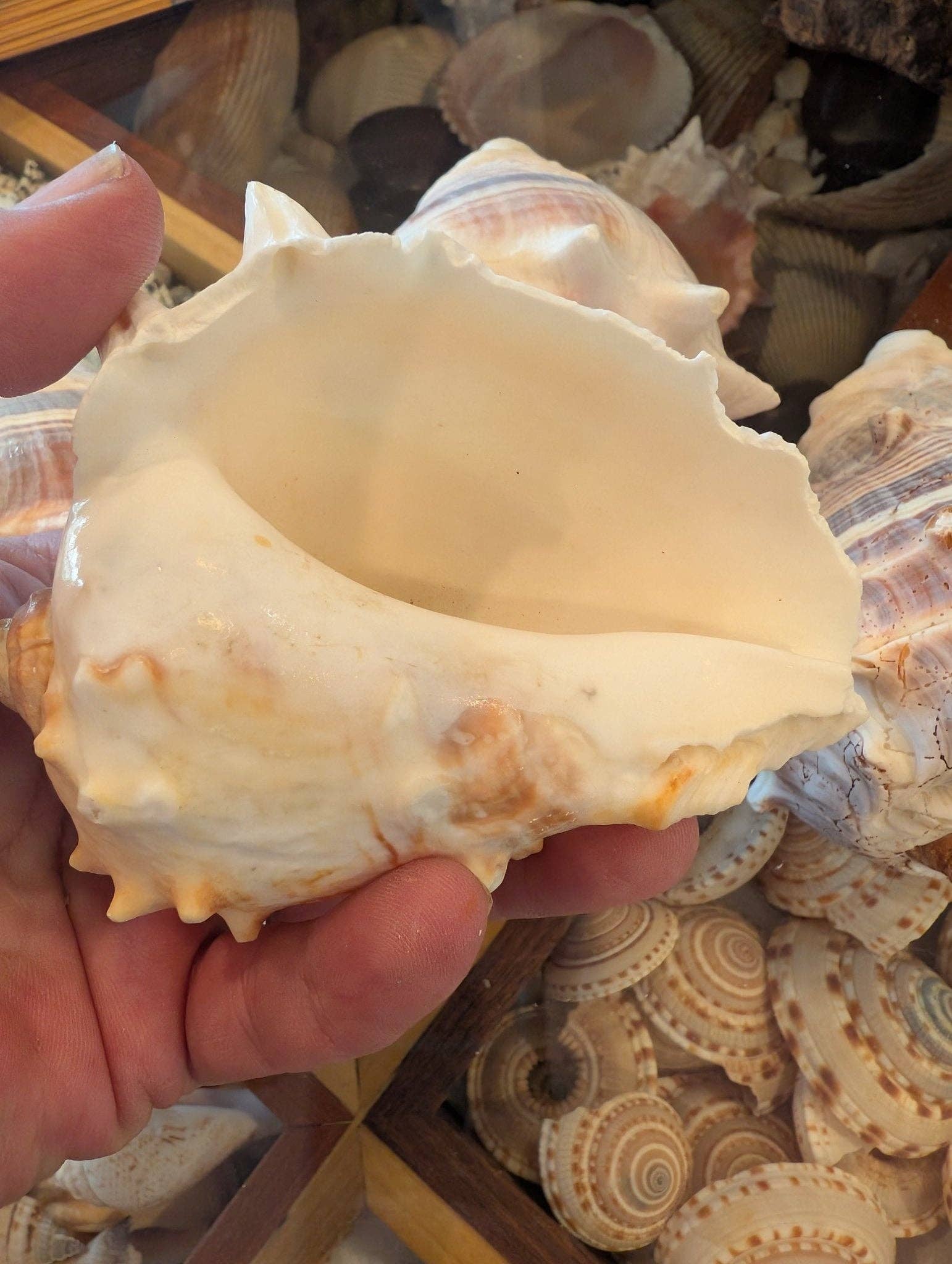 West Indies Crown Conch Shell (Melongena melongena): Approximately 4-5 inches
