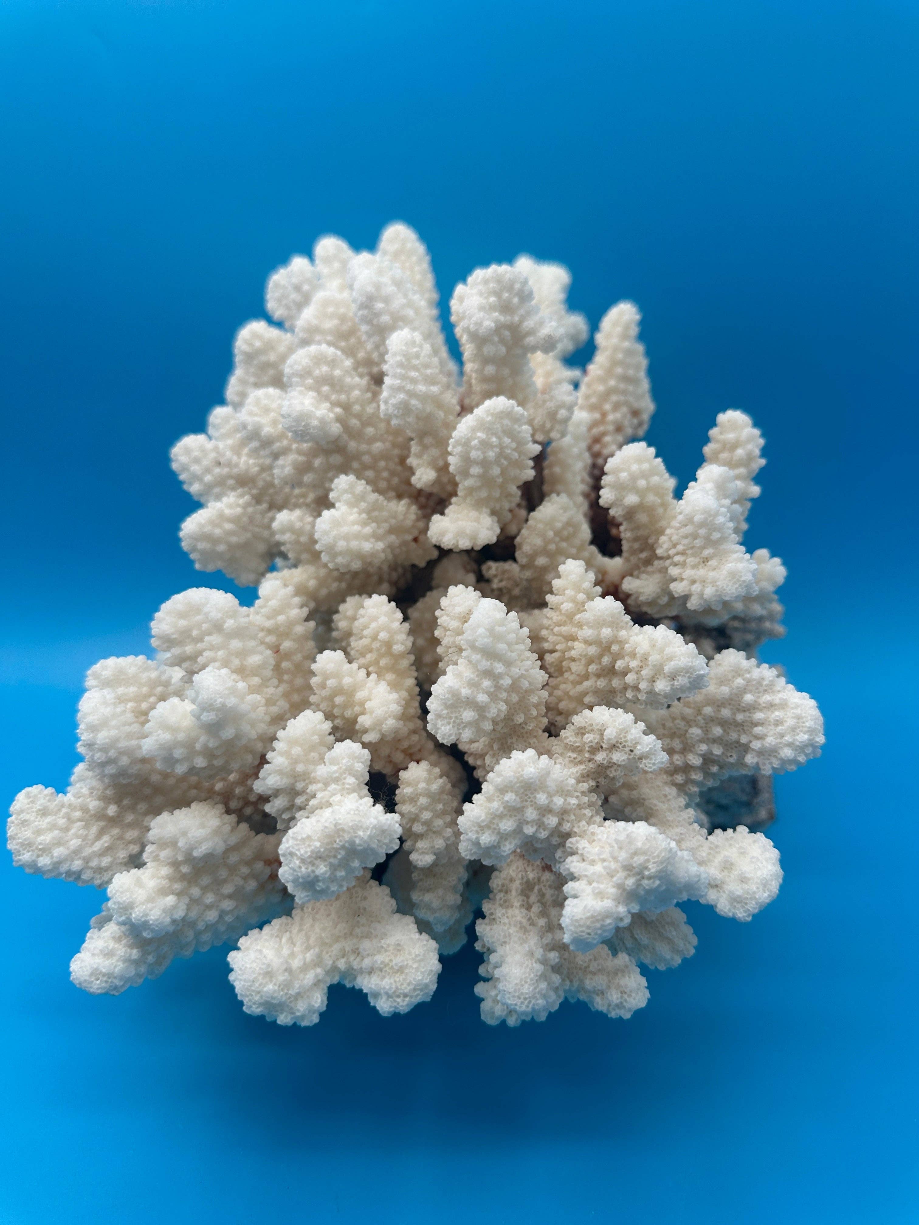 Vintage White Brownstem Coral – 13x11x8"