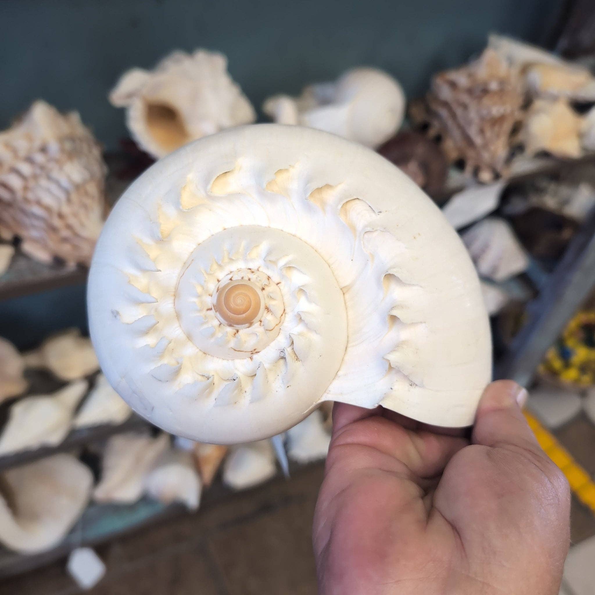 Crowned Baler Melon Shell Display Seashell VOLUTA DIADEMA: Approx 9"