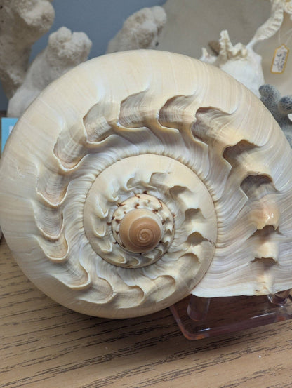 Crowned Baler Melon Shell Display Seashell VOLUTA DIADEMA: Approx 9"