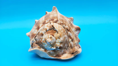 King Helmet Conch Shell - 6.5" x 5.5"