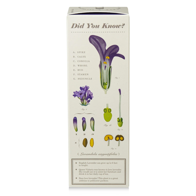 Heath Lavender Diffuser, Plant The Box Collection - KOBO Candles (4oz)