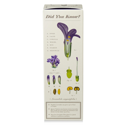 Heath Lavender Diffuser, Plant The Box Collection - KOBO Candles (4oz)